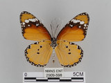 中文名:樺斑蝶(金斑蝶)(2909-598)學名:Danaus chrysippus (Linnaeus, 1758)(2909-598)