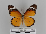 中文名:樺斑蝶(金斑蝶)(2909-598)學名:Danaus chrysippus (Linnaeus, 1758)(2909-598)