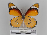 中文名:樺斑蝶(金斑蝶)(2909-750)學名:Danaus chrysippus (Linnaeus, 1758)(2909-750)