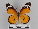 中文名:樺斑蝶(金斑蝶)(2909-750)學名:Danaus chrysippus (Linnaeus, 1758)(2909-750)