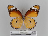 中文名:樺斑蝶(金斑蝶)(2909-1329)學名:Danaus chrysippus (Linnaeus, 1758)(2909-1329)