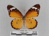 中文名:樺斑蝶(金斑蝶)(2909-1329)學名:Danaus chrysippus (Linnaeus, 1758)(2909-1329)