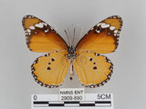 中文名:樺斑蝶(金斑蝶)(2909-890)學名:Danaus chrysippus (Linnaeus, 1758)(2909-890)