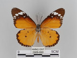 中文名:樺斑蝶(金斑蝶)(2909-890)學名:Danaus chrysippus (Linnaeus, 1758)(2909-890)