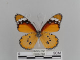 中文名:樺斑蝶(金斑蝶)(2909-788)學名:Danaus chrysippus (Linnaeus, 1758)(2909-788)