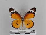 中文名:樺斑蝶(金斑蝶)(2909-788)學名:Danaus chrysippus (Linnaeus, 1758)(2909-788)