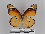 中文名:樺斑蝶(金斑蝶)(2909-728)學名:Danaus chrysippus (Linnaeus, 1758)(2909-728)