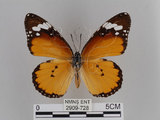 中文名:樺斑蝶(金斑蝶)(2909-728)學名:Danaus chrysippus (Linnaeus, 1758)(2909-728)