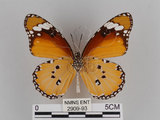 中文名:樺斑蝶(金斑蝶)(2909-93)學名:Danaus chrysippus (Linnaeus, 1758)(2909-93)