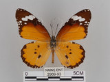 中文名:樺斑蝶(金斑蝶)(2909-93)學名:Danaus chrysippus (Linnaeus, 1758)(2909-93)