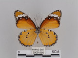 中文名:樺斑蝶(金斑蝶)(2909-856)學名:Danaus chrysippus (Linnaeus, 1758)(2909-856)