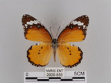 中文名:樺斑蝶(金斑蝶)(2909-856)學名:Danaus chrysippus (Linnaeus, 1758)(2909-856)