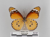 中文名:樺斑蝶(金斑蝶)(2909-435)學名:Danaus chrysippus (Linnaeus, 1758)(2909-435)