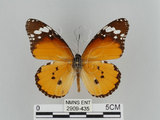 中文名:樺斑蝶(金斑蝶)(2909-435)學名:Danaus chrysippus (Linnaeus, 1758)(2909-435)