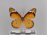 中文名:樺斑蝶(金斑蝶)(2909-96)學名:Danaus chrysippus (Linnaeus, 1758)(2909-96)