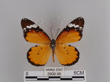 中文名:樺斑蝶(金斑蝶)(2909-96)學名:Danaus chrysippus (Linnaeus, 1758)(2909-96)