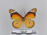 中文名:樺斑蝶(金斑蝶)(2909-484)學名:Danaus chrysippus (Linnaeus, 1758)(2909-484)