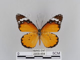 中文名:樺斑蝶(金斑蝶)(2909-484)學名:Danaus chrysippus (Linnaeus, 1758)(2909-484)