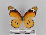 中文名:樺斑蝶(金斑蝶)(2909-214)學名:Danaus chrysippus (Linnaeus, 1758)(2909-214)