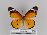 中文名:樺斑蝶(金斑蝶)(2909-214)學名:Danaus chrysippus (Linnaeus, 1758)(2909-214)