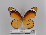 中文名:樺斑蝶(金斑蝶)(2909-14)學名:Danaus chrysippus (Linnaeus, 1758)(2909-14)