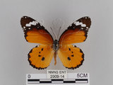 中文名:樺斑蝶(金斑蝶)(2909-14)學名:Danaus chrysippus (Linnaeus, 1758)(2909-14)