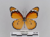 中文名:樺斑蝶(金斑蝶)(2909-935)學名:Danaus chrysippus (Linnaeus, 1758)(2909-935)