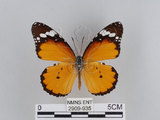 中文名:樺斑蝶(金斑蝶)(2909-935)學名:Danaus chrysippus (Linnaeus, 1758)(2909-935)