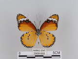 中文名:樺斑蝶(金斑蝶)(2909-668)學名:Danaus chrysippus (Linnaeus, 1758)(2909-668)