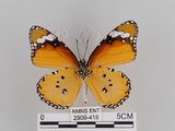 中文名:樺斑蝶(金斑蝶)(2909-418)學名:Danaus chrysippus (Linnaeus, 1758)(2909-418)