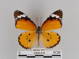 中文名:樺斑蝶(金斑蝶)(2909-418)學名:Danaus chrysippus (Linnaeus, 1758)(2909-418)