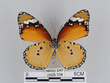 中文名:樺斑蝶(金斑蝶)(2909-134)學名:Danaus chrysippus (Linnaeus, 1758)(2909-134)