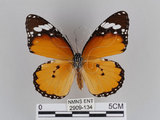 中文名:樺斑蝶(金斑蝶)(2909-134)學名:Danaus chrysippus (Linnaeus, 1758)(2909-134)