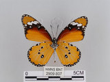 中文名:樺斑蝶(金斑蝶)(2909-807)學名:Danaus chrysippus (Linnaeus, 1758)(2909-807)