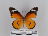 中文名:樺斑蝶(金斑蝶)(2909-807)學名:Danaus chrysippus (Linnaeus, 1758)(2909-807)