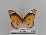 中文名:樺斑蝶(金斑蝶)(4219-964)學名:Danaus chrysippus (Linnaeus, 1758)(4219-964)