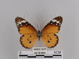 中文名:樺斑蝶(金斑蝶)(4219-964)學名:Danaus chrysippus (Linnaeus, 1758)(4219-964)