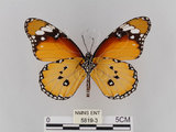 中文名:樺斑蝶(金斑蝶)(5819-3)學名:Danaus chrysippus (Linnaeus, 1758)(5819-3)