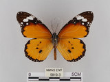 中文名:樺斑蝶(金斑蝶)(5819-3)學名:Danaus chrysippus (Linnaeus, 1758)(5819-3)