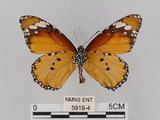 中文名:樺斑蝶(金斑蝶)(5819-4)學名:Danaus chrysippus (Linnaeus, 1758)(5819-4)