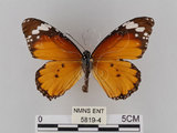 中文名:樺斑蝶(金斑蝶)(5819-4)學名:Danaus chrysippus (Linnaeus, 1758)(5819-4)