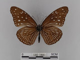 中文名:紫端斑蝶(異紋紫斑蝶)(1282-18681)學名:Euploea mulciber barsine Fruhstorfer, 1904(1282-18681)