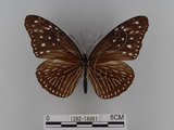 中文名:紫端斑蝶(異紋紫斑蝶)(1282-18681)學名:Euploea mulciber barsine Fruhstorfer, 1904(1282-18681)