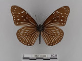 中文名:紫端斑蝶(異紋紫斑蝶)(1282-17338)學名:Euploea mulciber barsine Fruhstorfer, 1904(1282-17338)