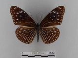 中文名:紫端斑蝶(異紋紫斑蝶)(1282-17338)學名:Euploea mulciber barsine Fruhstorfer, 1904(1282-17338)