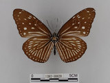 中文名:紫端斑蝶(異紋紫斑蝶)(1282-18828)學名:Euploea mulciber barsine Fruhstorfer, 1904(1282-18828)