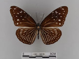 中文名:紫端斑蝶(異紋紫斑蝶)(1282-18828)學名:Euploea mulciber barsine Fruhstorfer, 1904(1282-18828)