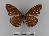 中文名:紫端斑蝶(異紋紫斑蝶)(1282-17380)學名:Euploea mulciber barsine Fruhstorfer, 1904(1282-17380)