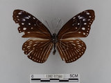 中文名:紫端斑蝶(異紋紫斑蝶)(1282-17380)學名:Euploea mulciber barsine Fruhstorfer, 1904(1282-17380)