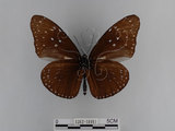 中文名:紫端斑蝶(異紋紫斑蝶)(1282-18911)學名:Euploea mulciber barsine Fruhstorfer, 1904(1282-18911)